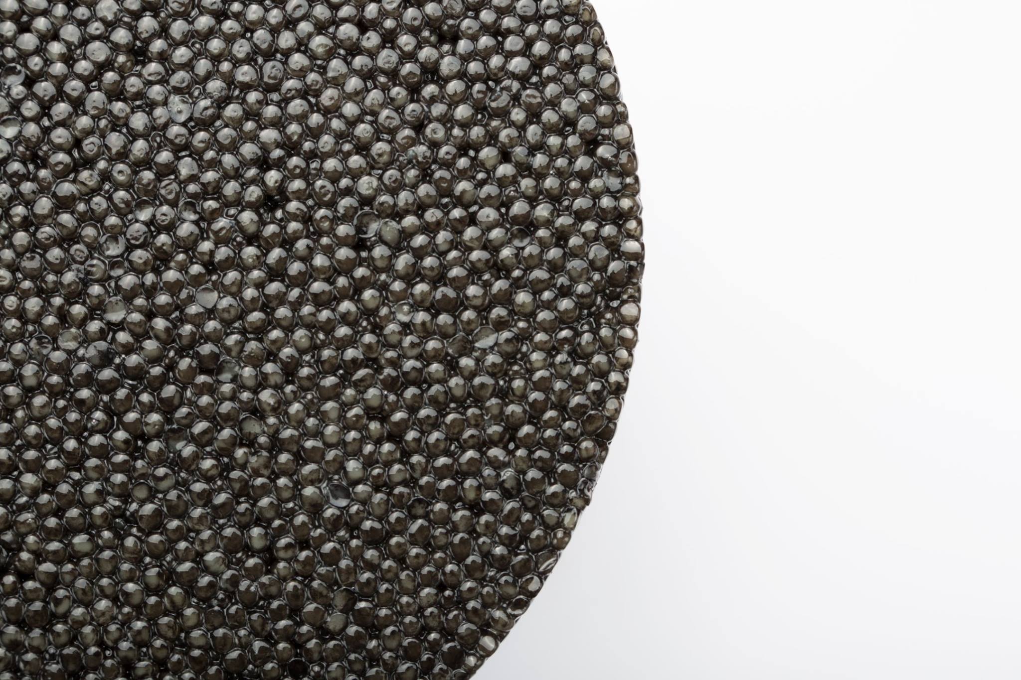 classic-selection-siberian-2